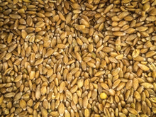 Load image into Gallery viewer, Black Einkorn Wheat Seeds
