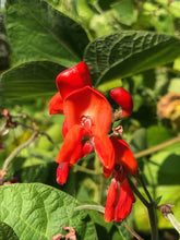 Load image into Gallery viewer, Black Coat Runner Bean Seeds
