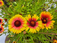 Load image into Gallery viewer, Blanket Flower Seeds
