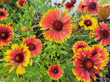Load image into Gallery viewer, Blanket Flower Seeds
