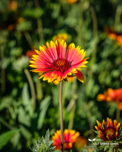 Load image into Gallery viewer, Blanket Flower Seeds
