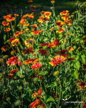 Load image into Gallery viewer, Blanket Flower Seeds
