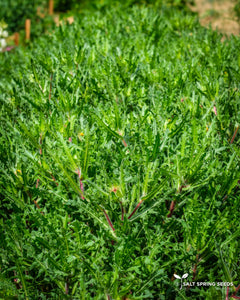 Blessed Thistle (Cnicus benedictus)