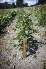 Load image into Gallery viewer, Blooming Prairie Bush Snap Bean Seeds
