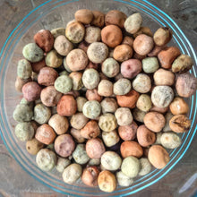 Load image into Gallery viewer, Blue Pod Desiree Bush Pea
