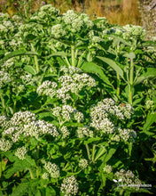 Load image into Gallery viewer, Boneset / Thoroughwort Seeds
