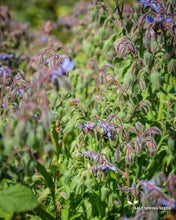 Load image into Gallery viewer, Borage (Borago officinalis)

