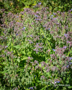 Borage (Borago officinalis)