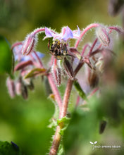 Load image into Gallery viewer, Borage (Borago officinalis)
