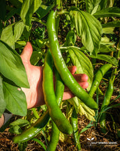 Load image into Gallery viewer, Andy's Broad Bean Seeds
