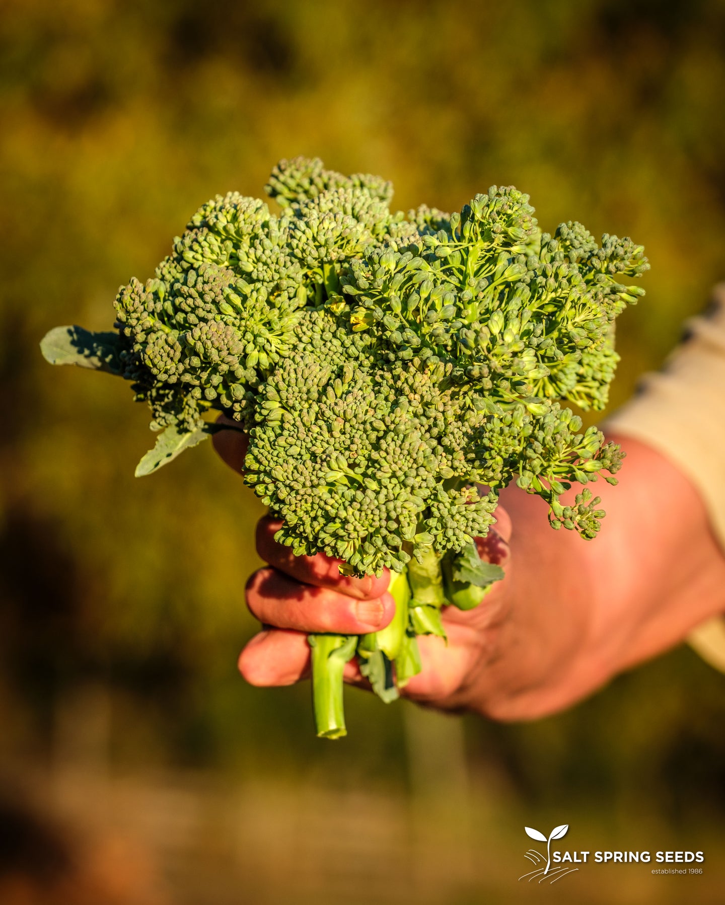 Broccoli - Calabrese