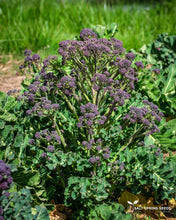 Load image into Gallery viewer, Winter Wonder Purple Sprouting Broccoli Seeds

