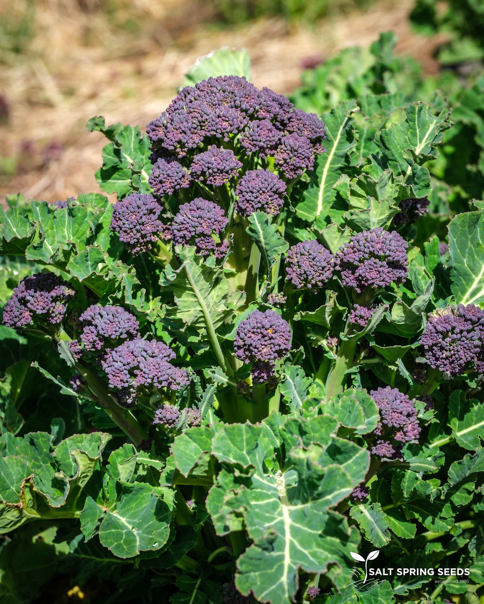 winter broccoli seeds for planting Winter Wonder Sprouting Broccoli Seeds - Organic