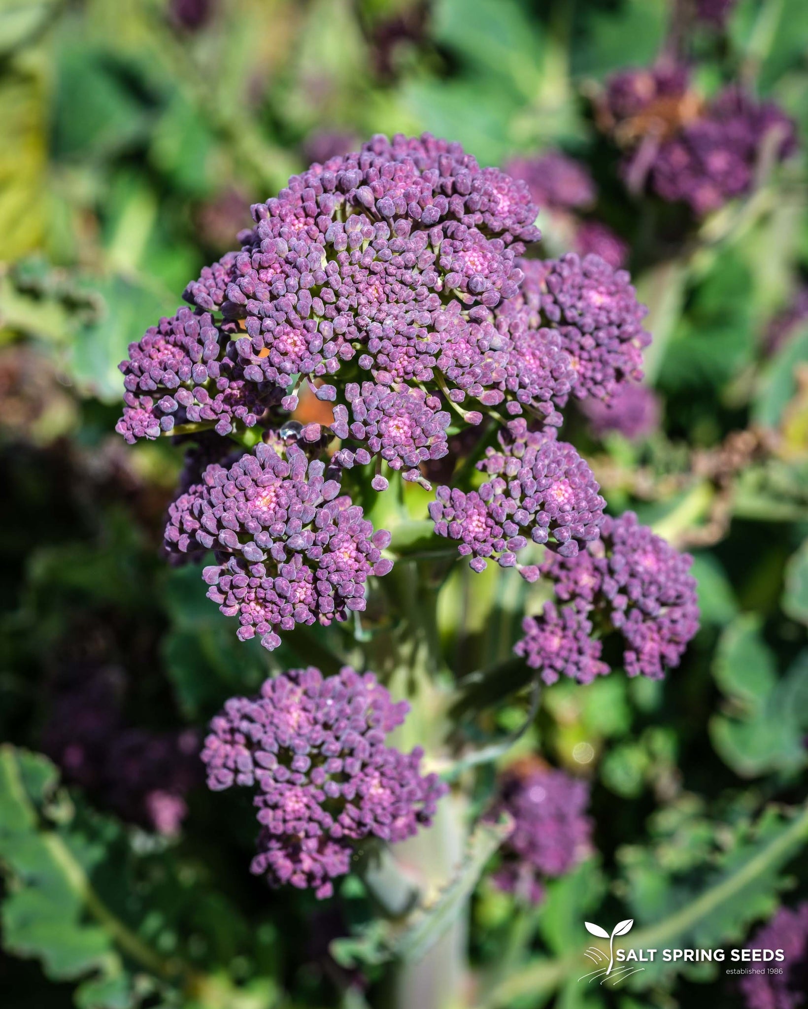 winter broccoli seeds for planting Winter Wonder Sprouting Broccoli Seeds - Organic