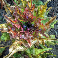 Bronze Arrow Oakleaf Lettuce Seeds