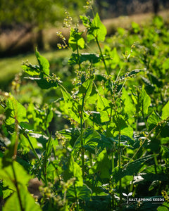 Tartary Buckwheat (Fagopyrum tartarica)