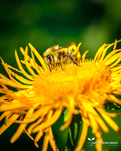 Load image into Gallery viewer, Buphthalmum (Buphthalmum speciosum syn Telekia speciosa)
