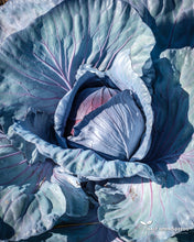 Load image into Gallery viewer, Cabbage-Red Acre
