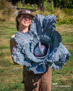 Cabbage-Red Acre