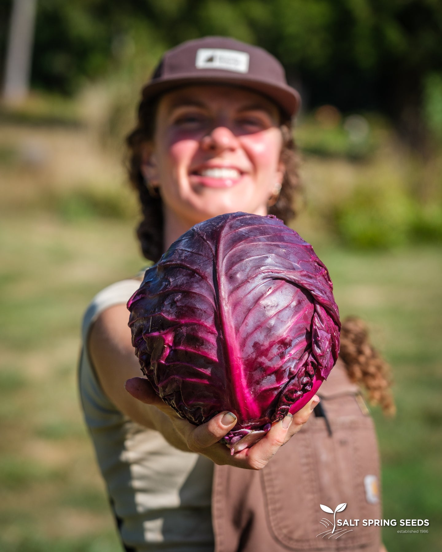 Cabbage-Red Acre