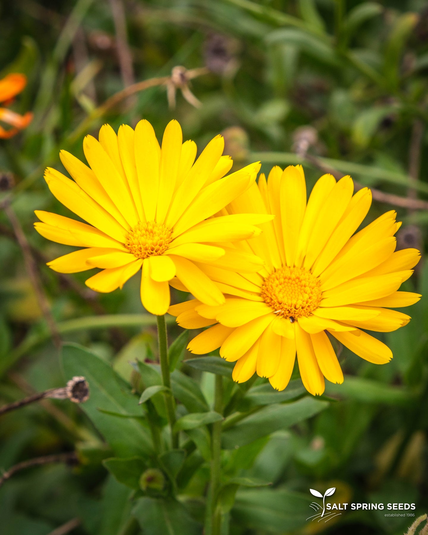 ﻿Canary Calendula (Calendula officinalis)