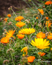 Load image into Gallery viewer, ﻿Canary Calendula (Calendula officinalis)
