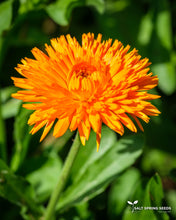 Load image into Gallery viewer, Radio Calendula
