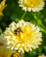 Load image into Gallery viewer, Snow Princess Calendula Seeds
