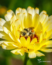 Load image into Gallery viewer, Snow Princess Calendula Seeds
