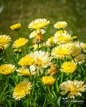 Load image into Gallery viewer, Snow Princess Calendula Seeds
