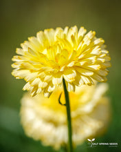 Load image into Gallery viewer, Snow Princess Calendula Seeds

