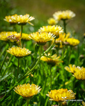 Load image into Gallery viewer, Snow Princess Calendula Seeds
