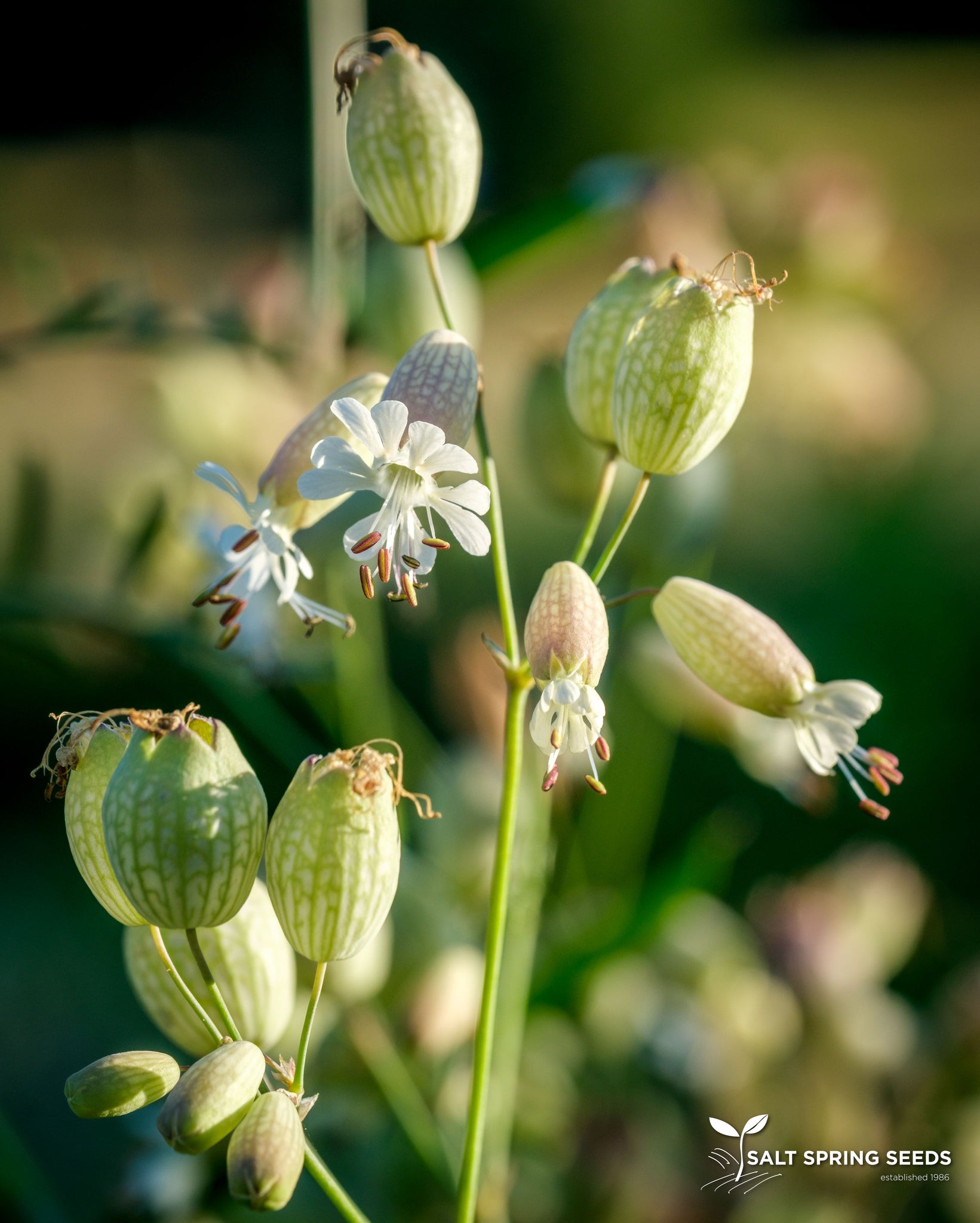 campion flower tree seeds Bladder Campion Seeds, Organic & Heirloom