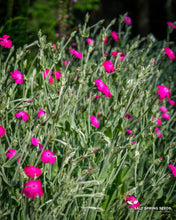 Load image into Gallery viewer, Rose Campion

