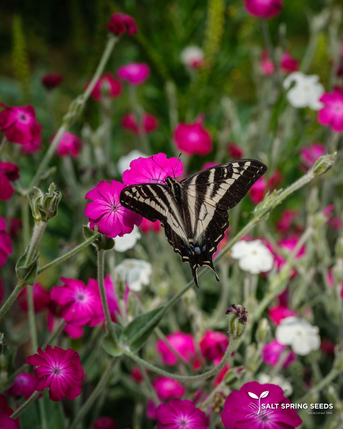 rose campion seed pods Rose Campion Seeds, Organic & Heirloom
