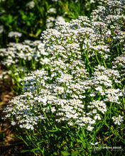 Load image into Gallery viewer, White Candytuft (Iberis amara)
