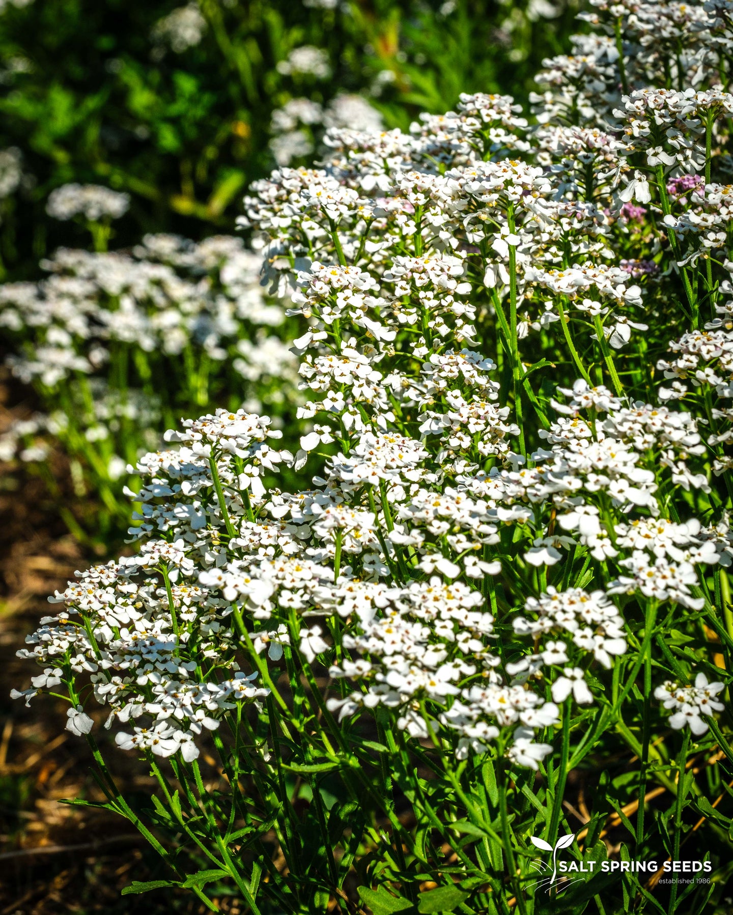 White Candytuft (Iberis amara)
