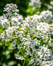 Load image into Gallery viewer, White Candytuft (Iberis amara)
