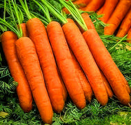 Touchon Carrot Seeds