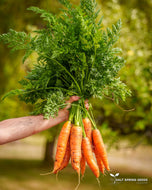 Berlicummer Carrot Seeds