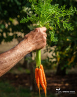 Musgrave Munchie Carrot Seeds
