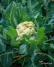 Load image into Gallery viewer, Galleon Cauliflower Seeds
