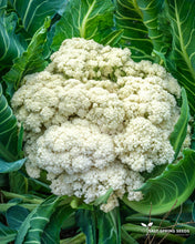 Load image into Gallery viewer, Galleon Cauliflower Seeds
