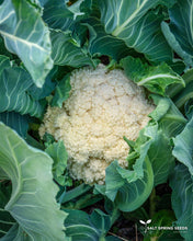 Load image into Gallery viewer, Galleon Cauliflower Seeds
