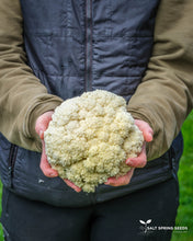 Load image into Gallery viewer, Galleon Cauliflower Seeds
