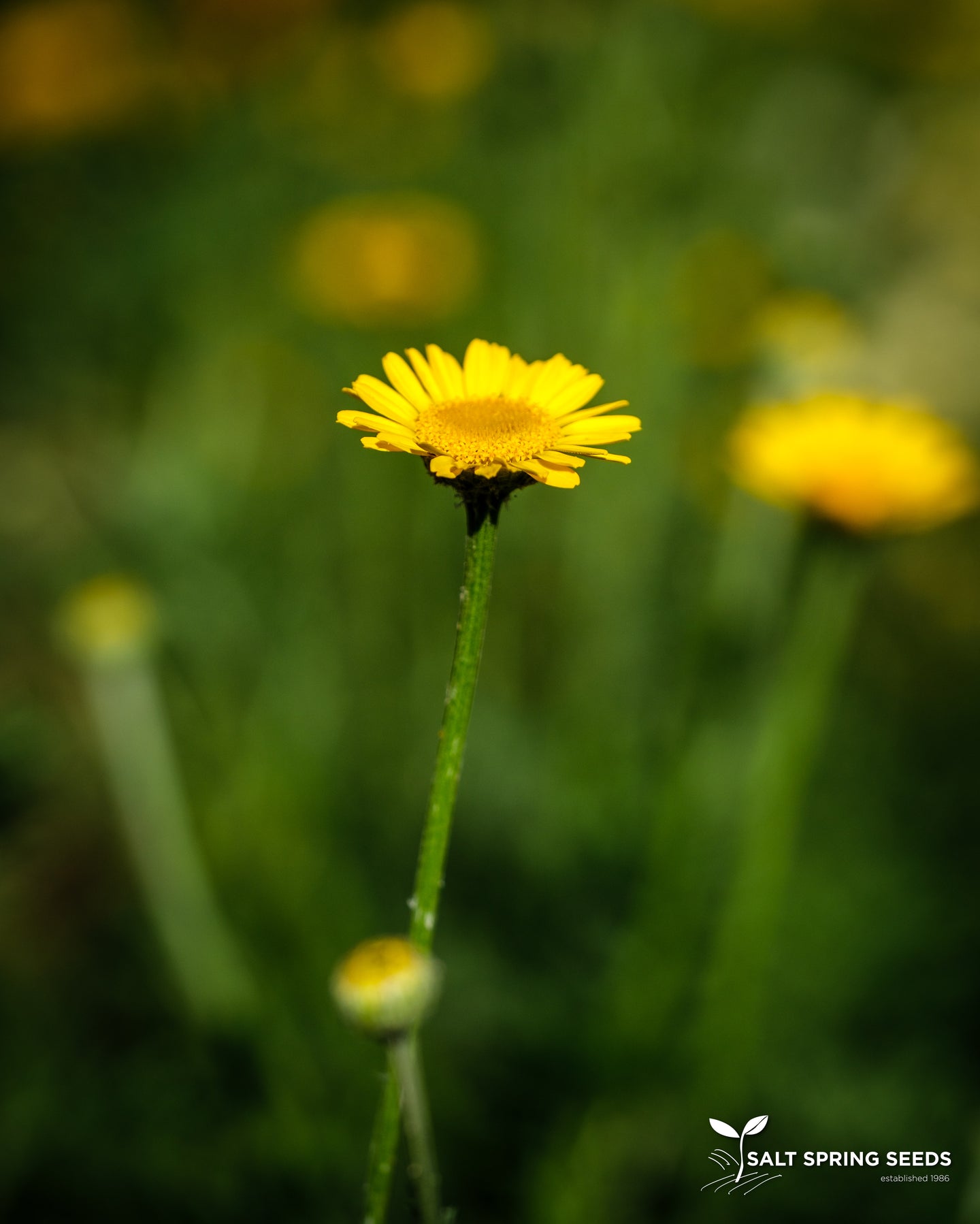 Dyer's Chamomile