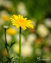 Load image into Gallery viewer, Dyer&#39;s Chamomile
