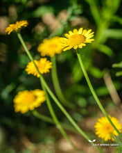 Load image into Gallery viewer, Dyer&#39;s Chamomile
