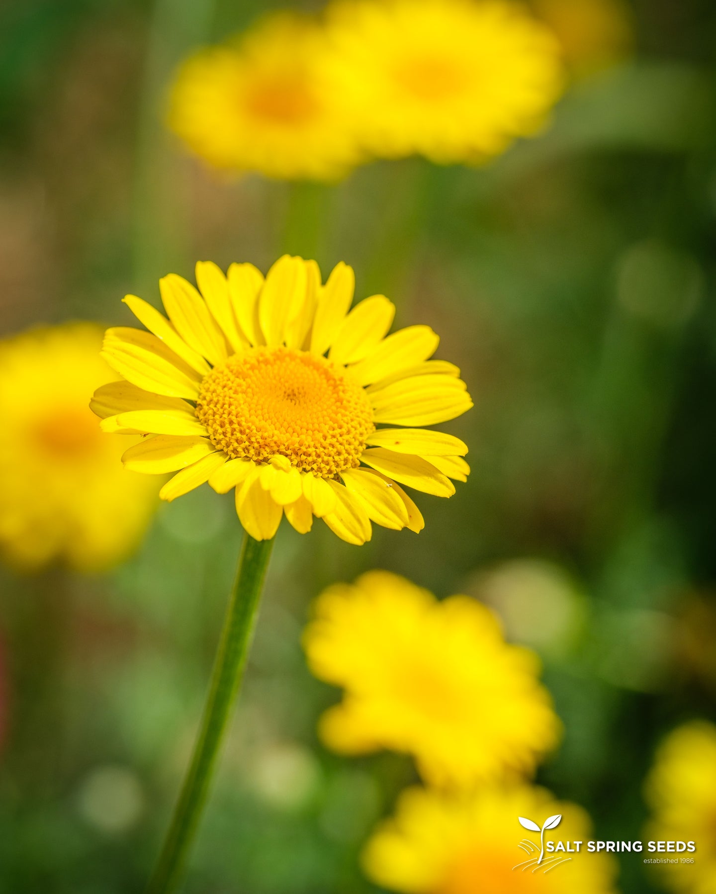 Dyer's Chamomile