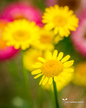 Load image into Gallery viewer, Dyer&#39;s Chamomile

